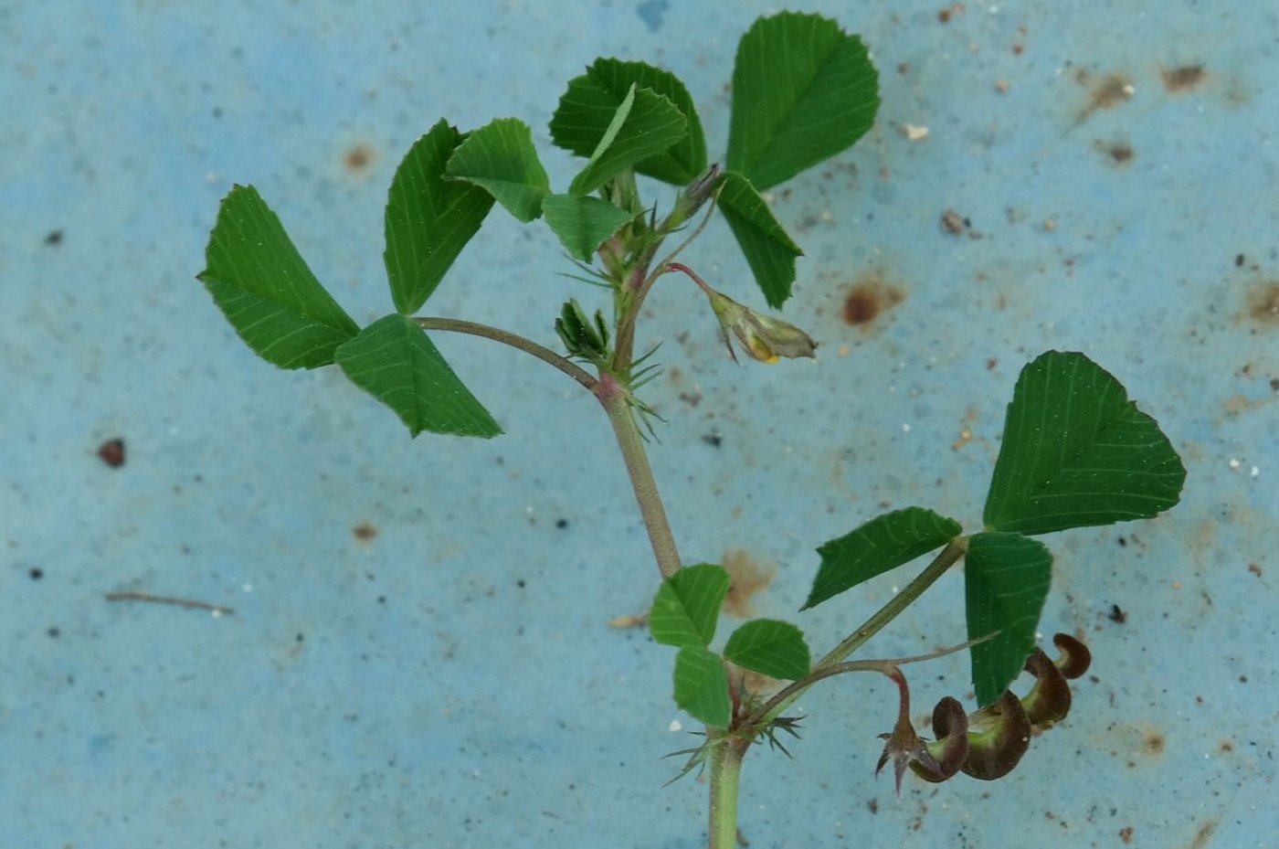 Изображение особи Medicago orbicularis.