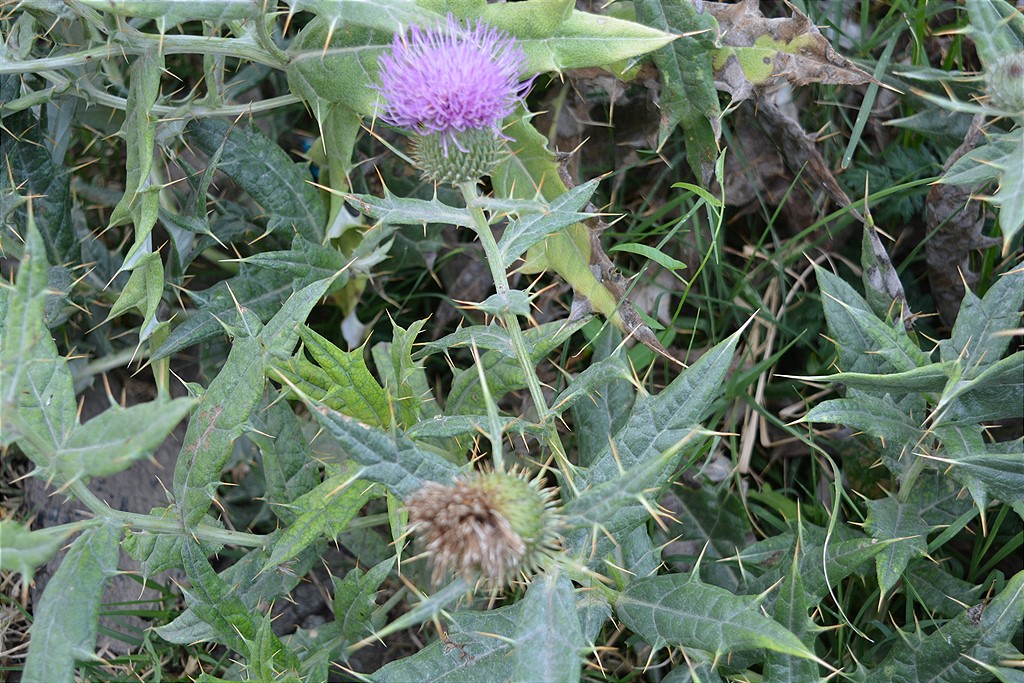 Image of Cirsium argillosum specimen.