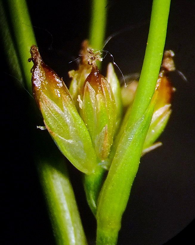 Image of Juncus papillosus specimen.