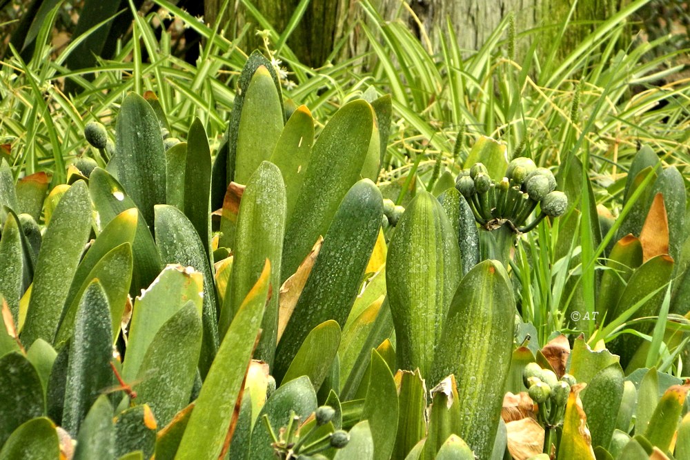 Image of Clivia miniata specimen.