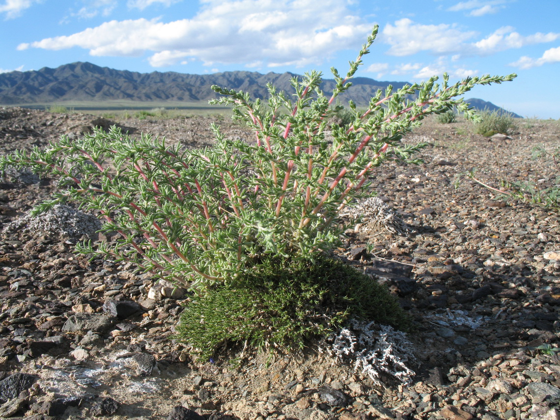 Image of genus Salsola specimen.