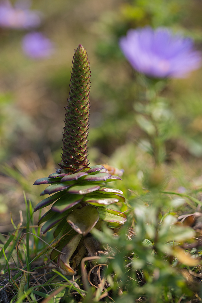 Изображение особи Orostachys maximowiczii.