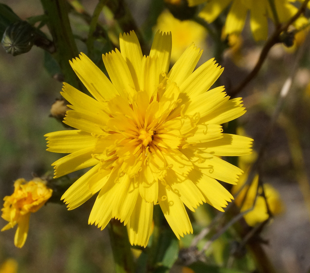 Изображение особи Hieracium robustum.