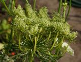 Daucus sativus