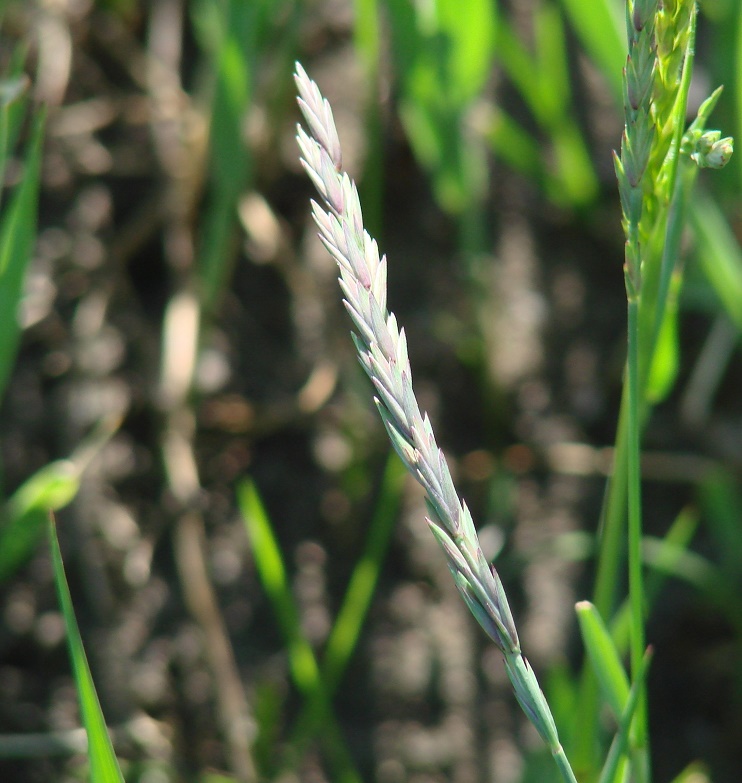 Image of Elytrigia repens specimen.
