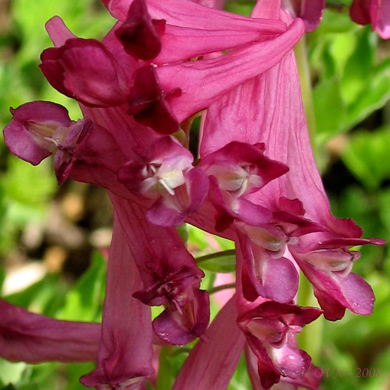 Image of Corydalis buschii specimen.