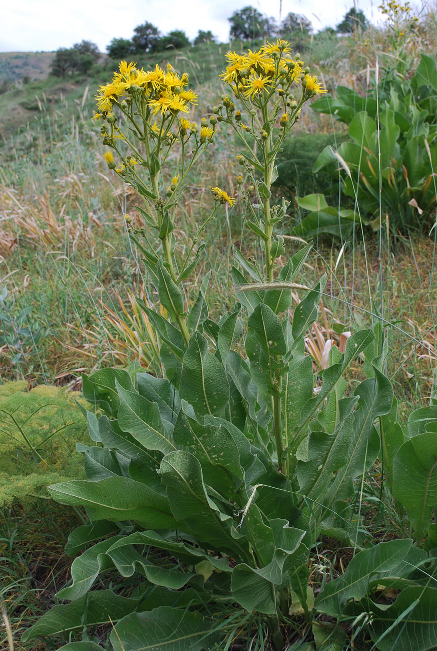 Изображение особи Inula macrophylla.