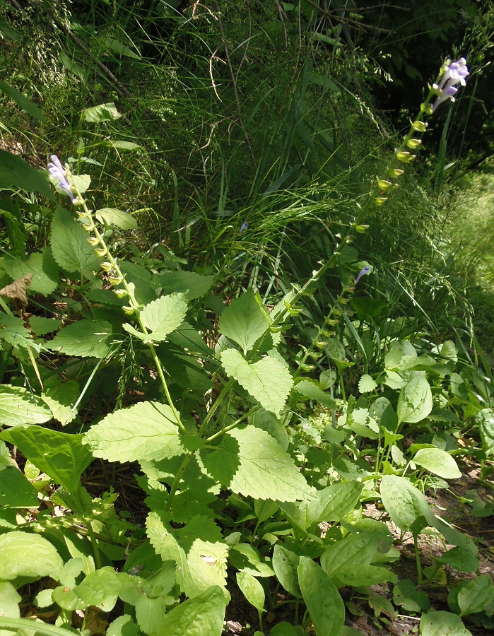 Image of Scutellaria altissima specimen.