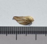 genus Pinus