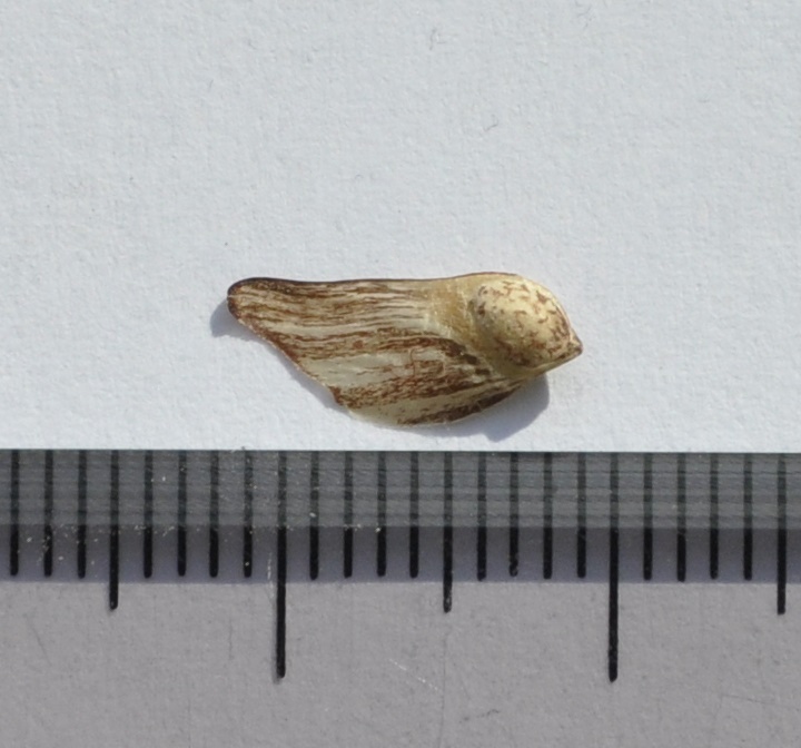 Image of genus Pinus specimen.