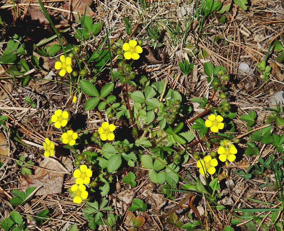 Изображение особи Potentilla fragarioides.