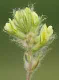 Image of taxon representative. Author is Григорий Пожванов