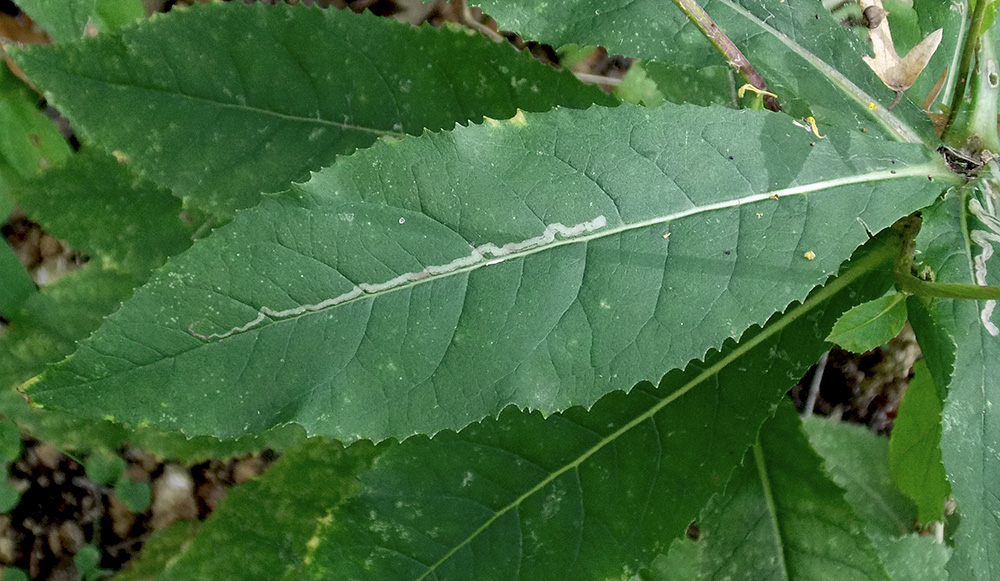 Image of Senecio propinquus specimen.