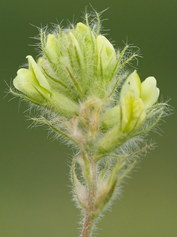 Image of Oxytropis pilosa specimen.
