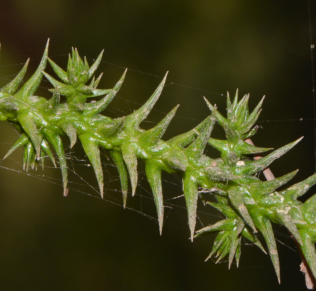 Image of Araucaria angustifolia specimen.
