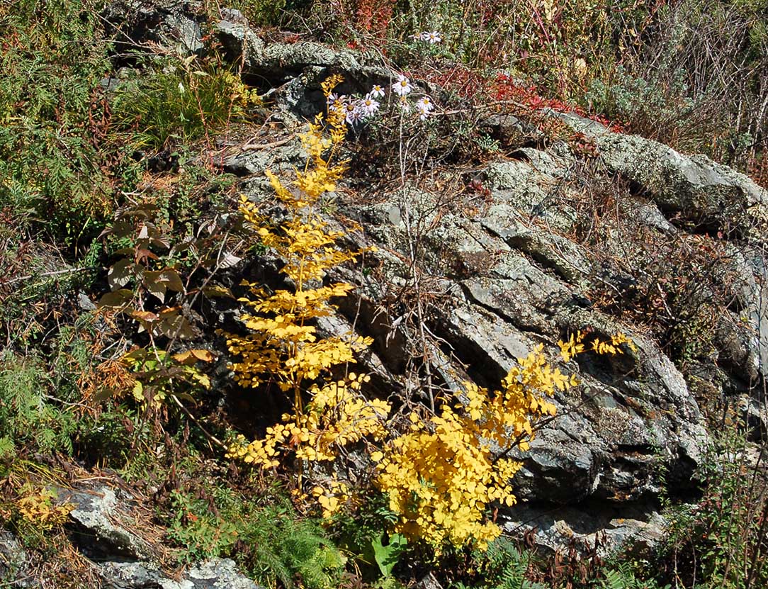 Image of Thalictrum minus specimen.