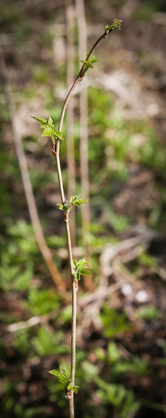 Image of Rubus idaeus specimen.