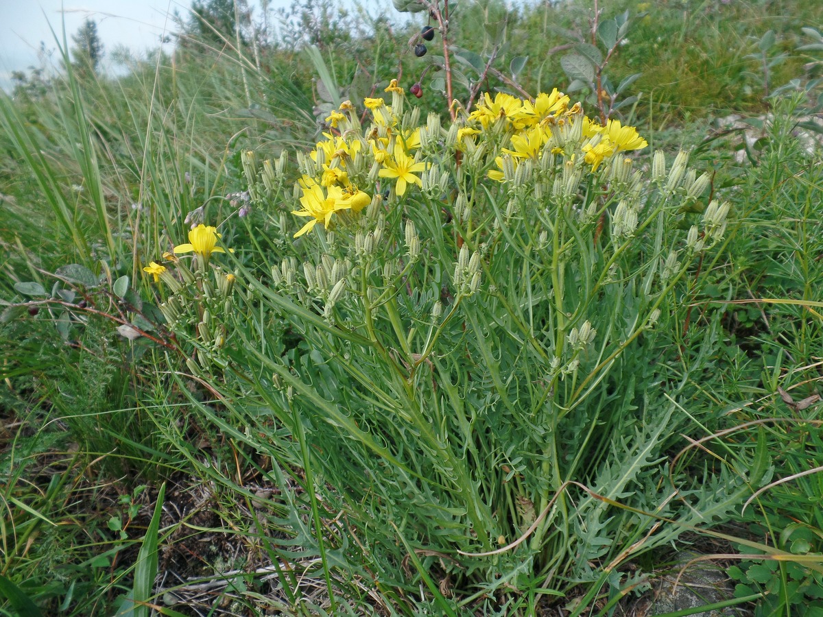 Изображение особи Youngia tenuifolia.