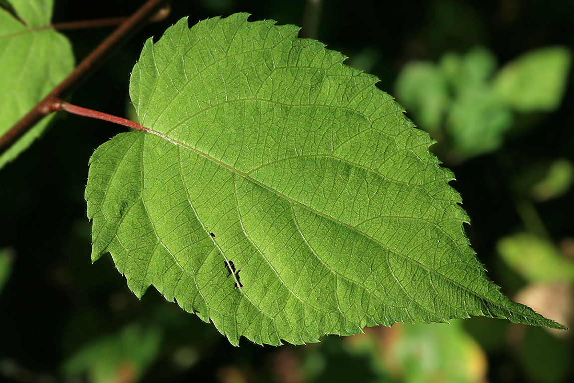 Image of Actinidia kolomikta specimen.