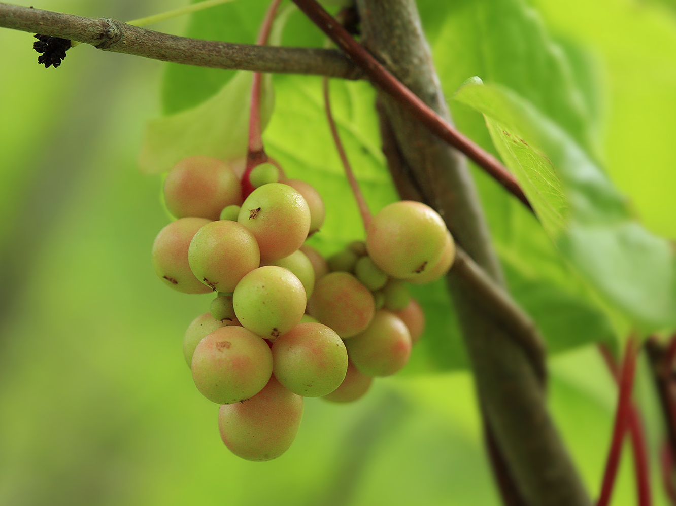 Image of Schisandra chinensis specimen.