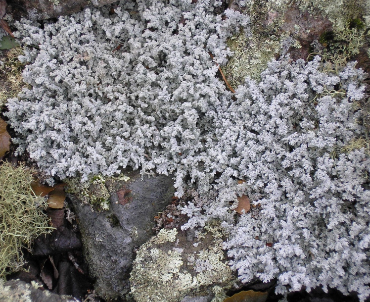 Image of genus Stereocaulon specimen.