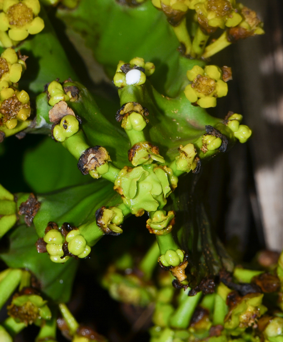 Изображение особи Euphorbia ingens.