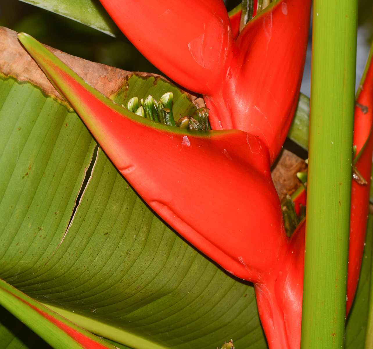 Изображение особи Heliconia stricta.