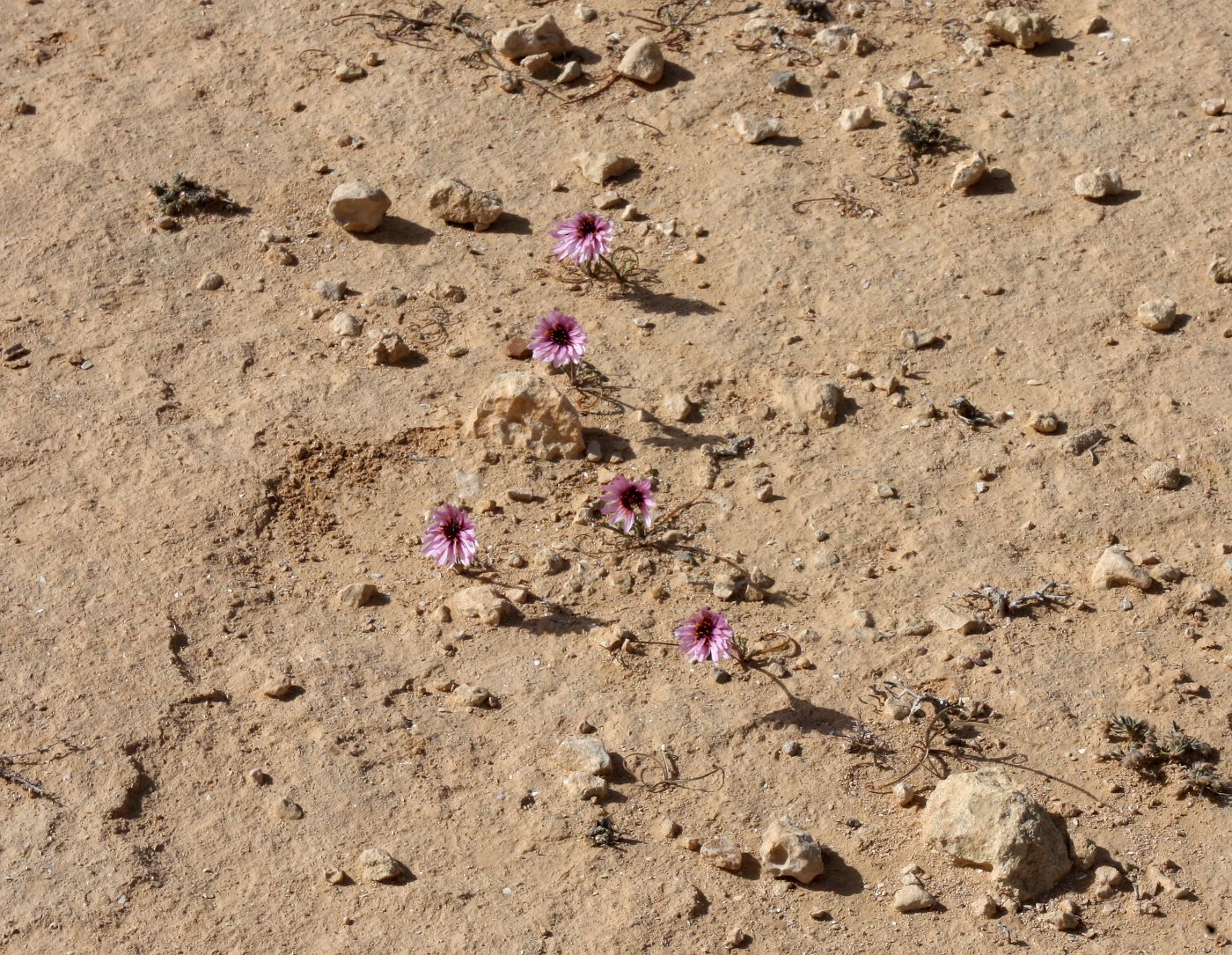 Image of Scorzonera undulata specimen.