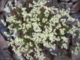 Saxifraga omolojensis. Цветущее растение на каменистой осыпи. Магаданская обл., Колымское нагорье, склон сопки Беличья близ пос. Ягодное. 25.09.2008.