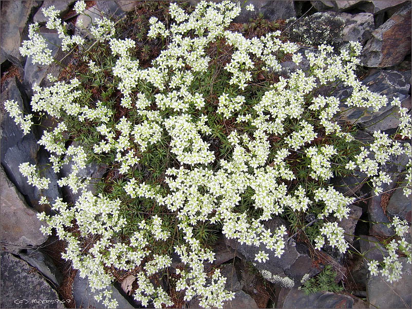 Изображение особи Saxifraga omolojensis.