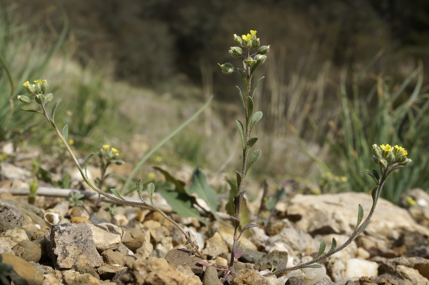 Изображение особи Alyssum smyrnaeum.