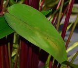 Thalia geniculata. Листовая пластинка. Таиланд, о-в Пхукет, ботанический сад. 16.01.2017.