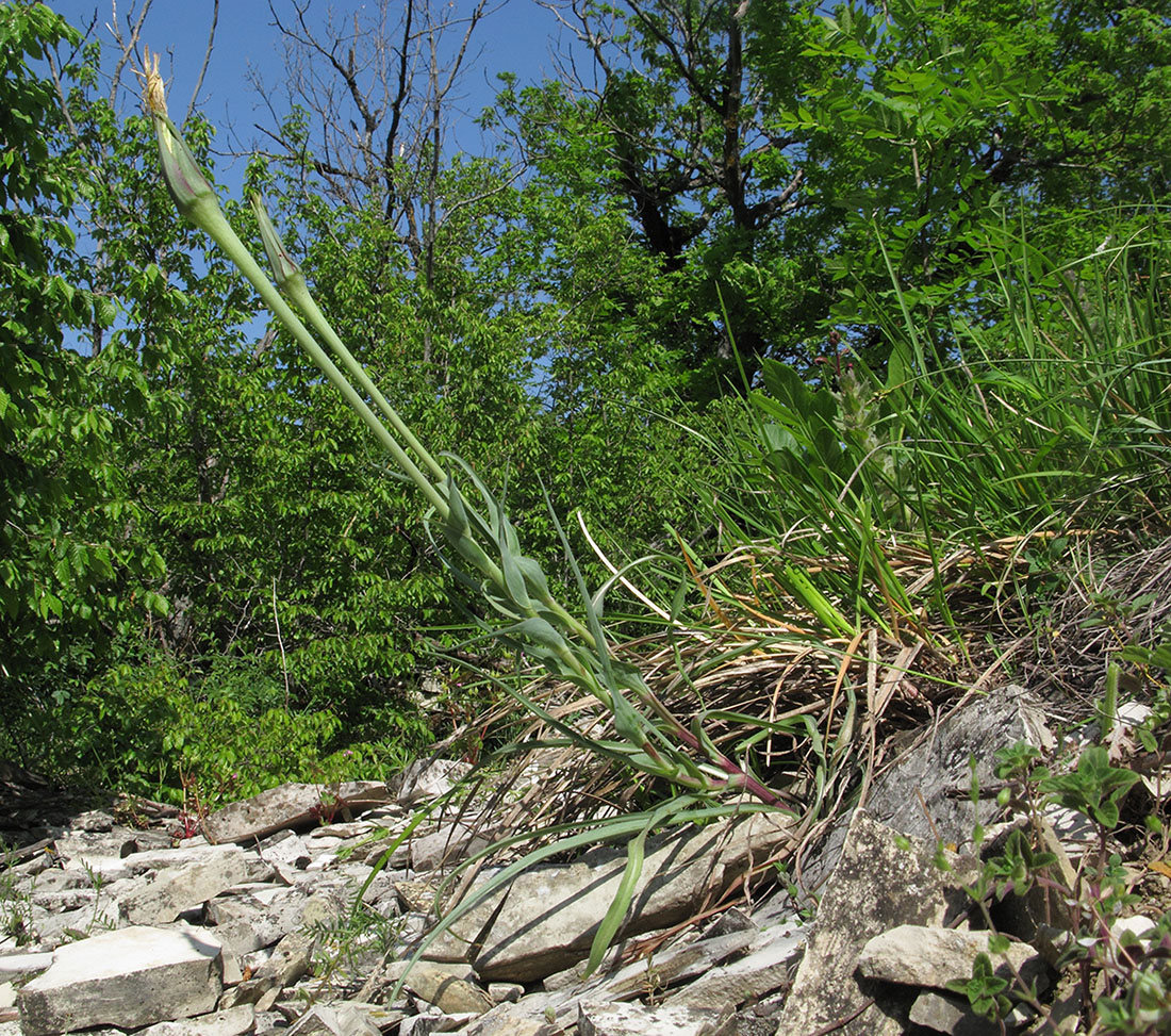 Image of Tragopogon dubius specimen.