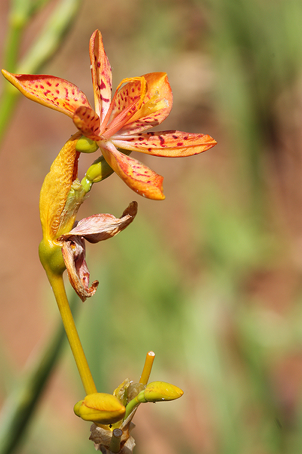 Изображение особи Belamcanda chinensis.