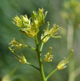 Sisymbrium altissimum