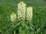 Pedicularis sibthorpii
