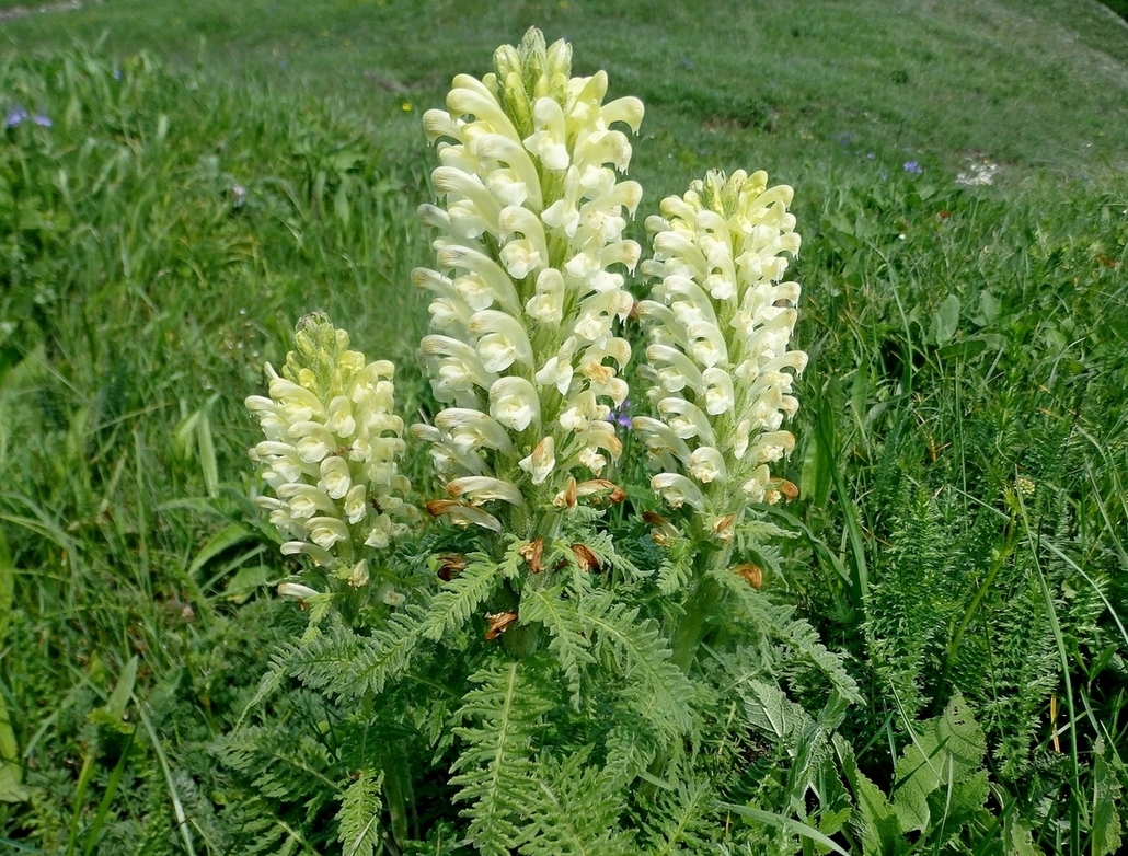 Изображение особи Pedicularis sibthorpii.