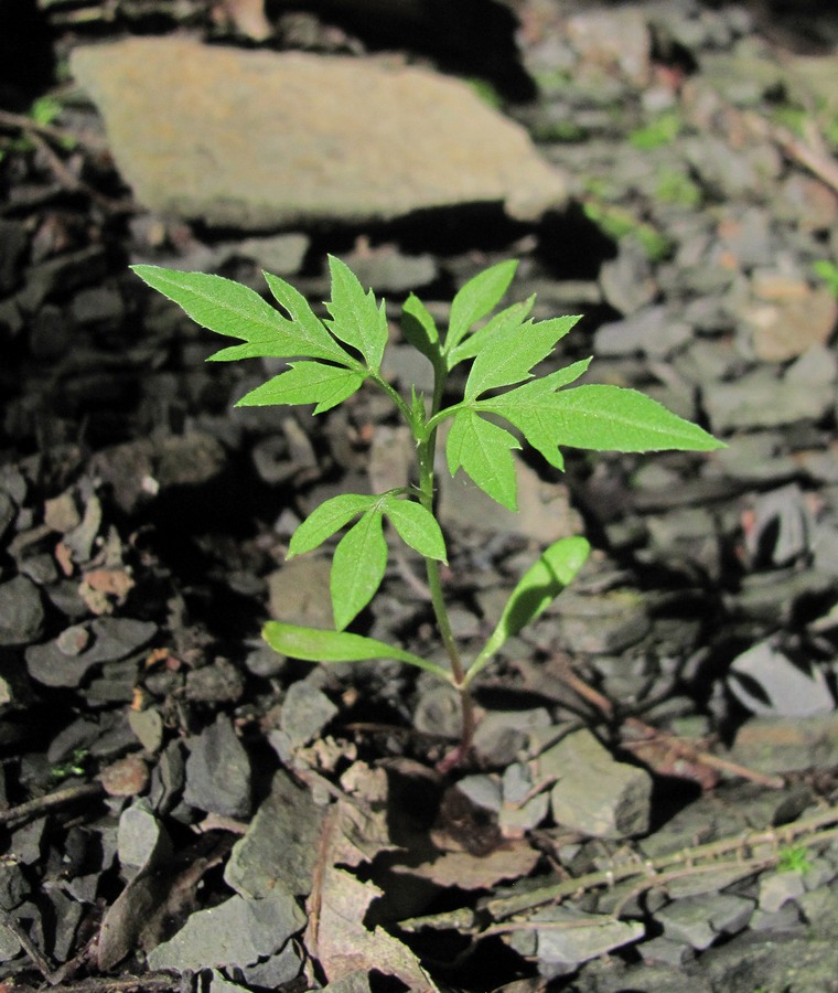 Image of genus Bidens specimen.