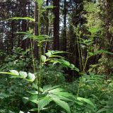 Filipendula ulmaria. Нижняя часть побега и побег с соцветиями. Свердловская обл., окр. г. Североуральск, травяной лиственнично-еловый лес. 15.07.2009.