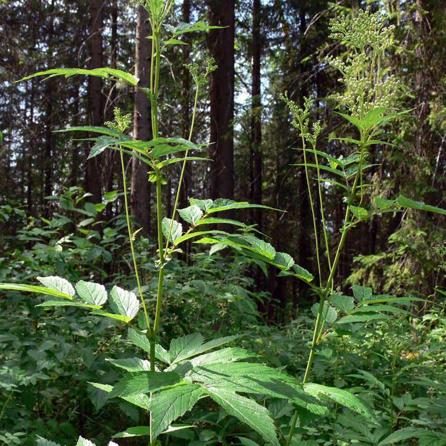 Image of Filipendula ulmaria specimen.