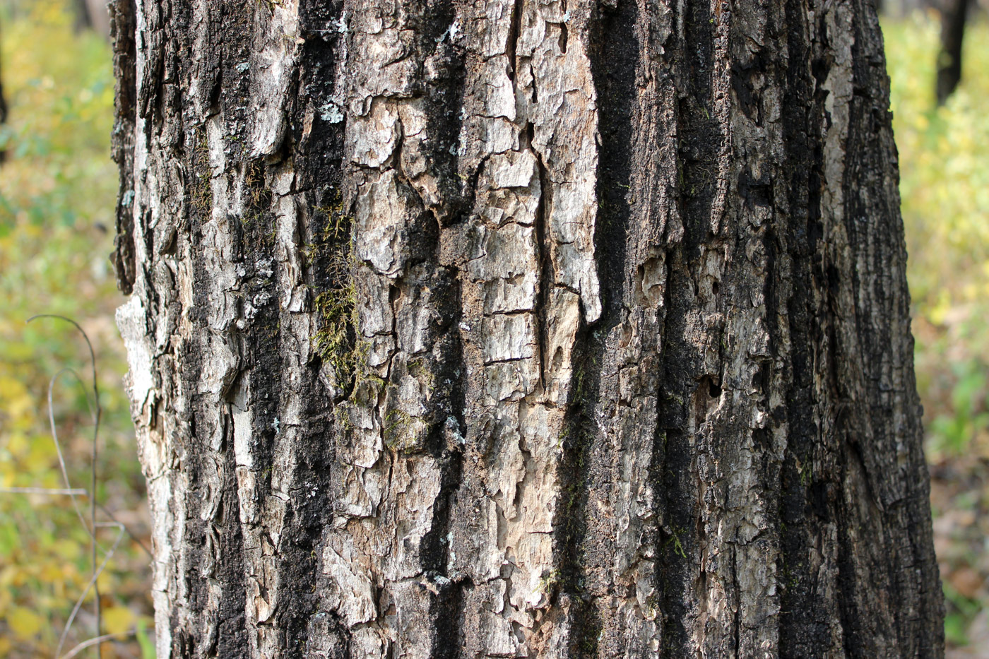 Image of Quercus mongolica specimen.