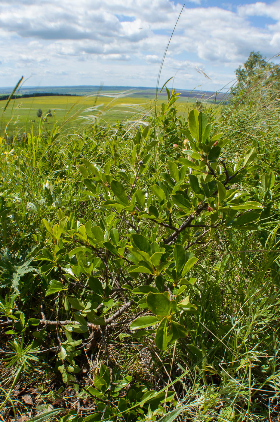 Image of Cerasus fruticosa specimen.