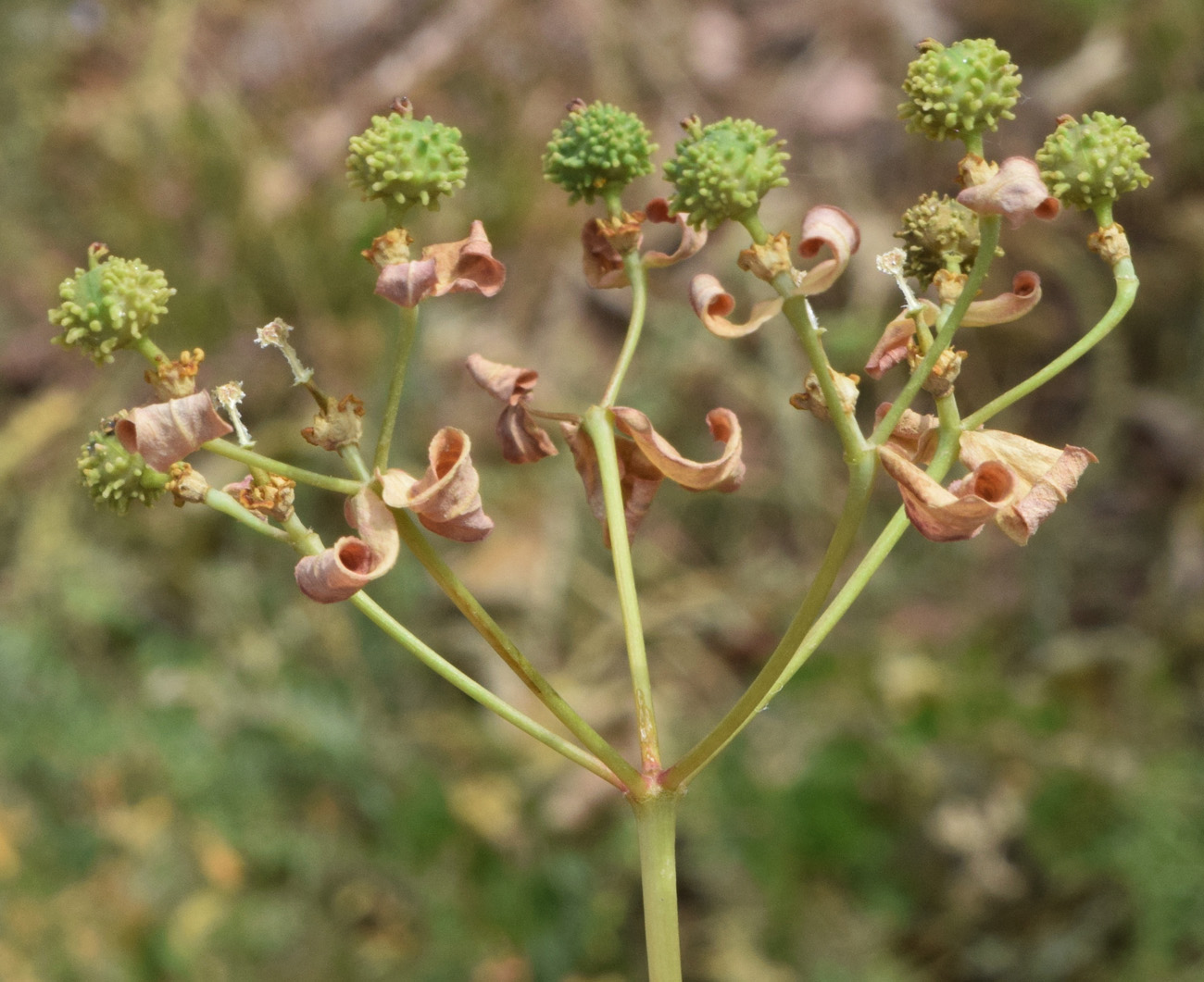 Изображение особи род Euphorbia.