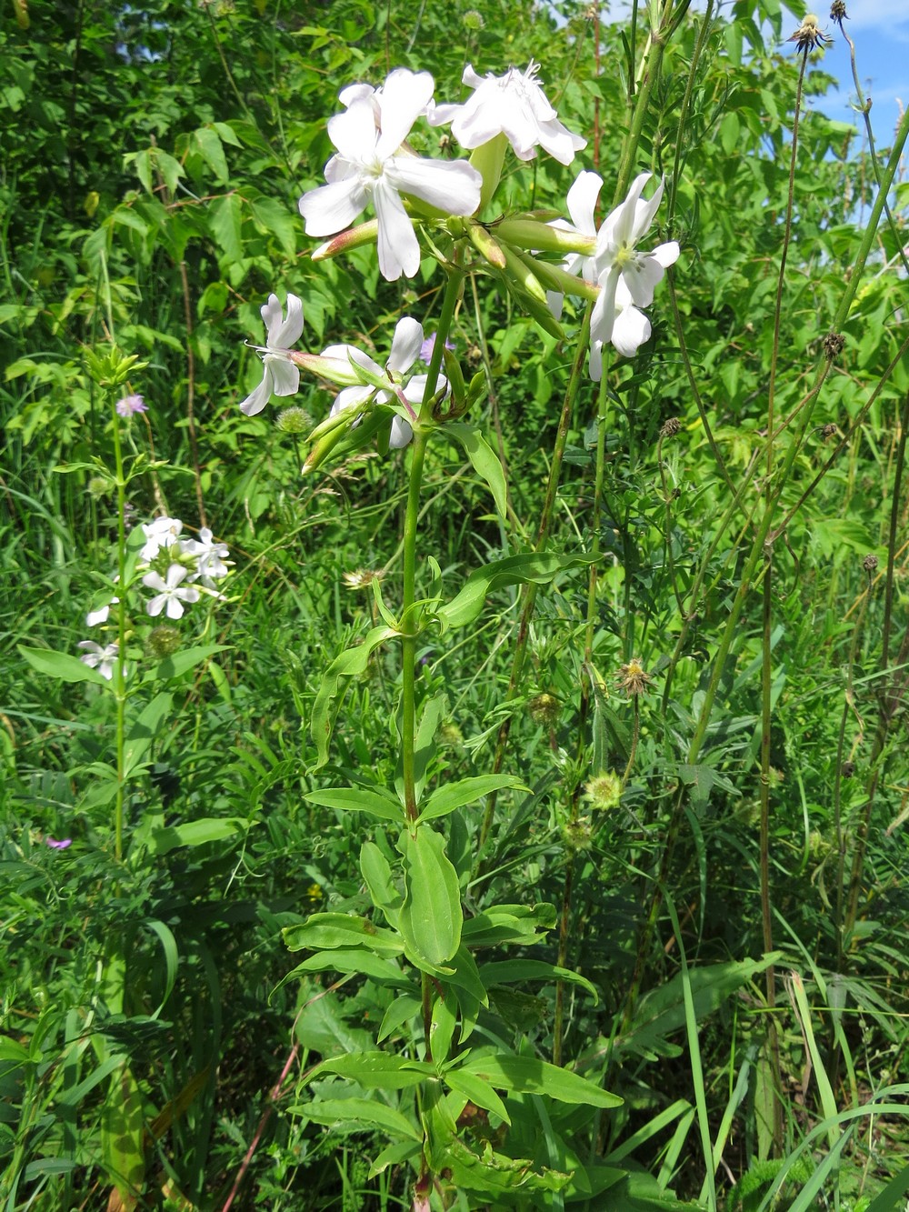 Изображение особи Saponaria officinalis.