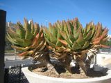 genus Aloe