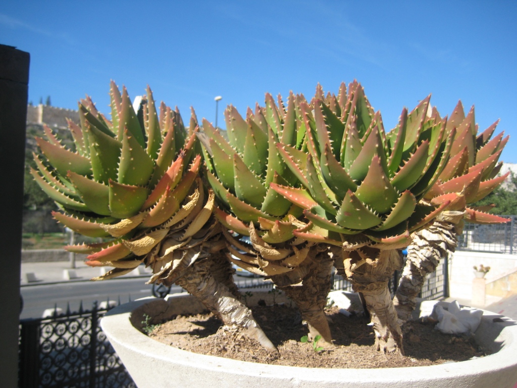 Image of genus Aloe specimen.