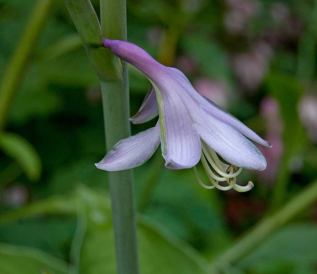 Изображение особи род Hosta.