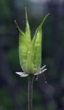 Aquilegia vulgaris. Незрелый плод. Пермский край, г. Пермь, Свердловский р-н, кладбище \"Южное\", обочина асфальтовой дорожки. 01.08.2017.