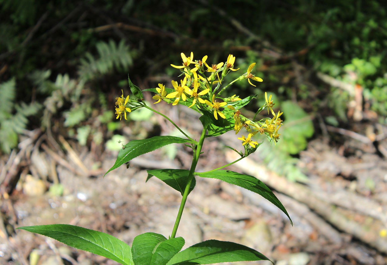 Изображение особи Senecio propinquus.