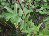 Sanguisorba officinalis. Часть побега с листьями. Украина, Ивано-Франковская обл., Долинский р-н, окр. г. Долина, необрабатываемый луг, разнотравье. 09.09.2017.